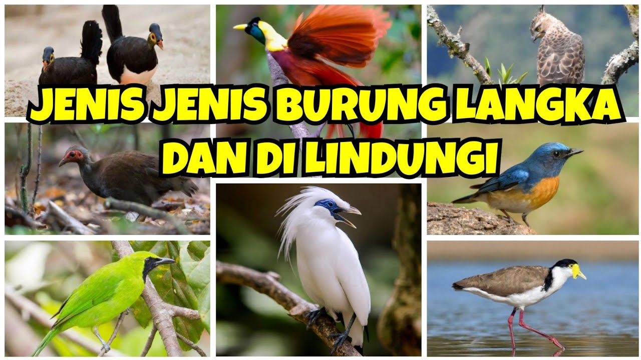 Burung Langka di Dunia: Pesona Alam yang Perlu Dijaga